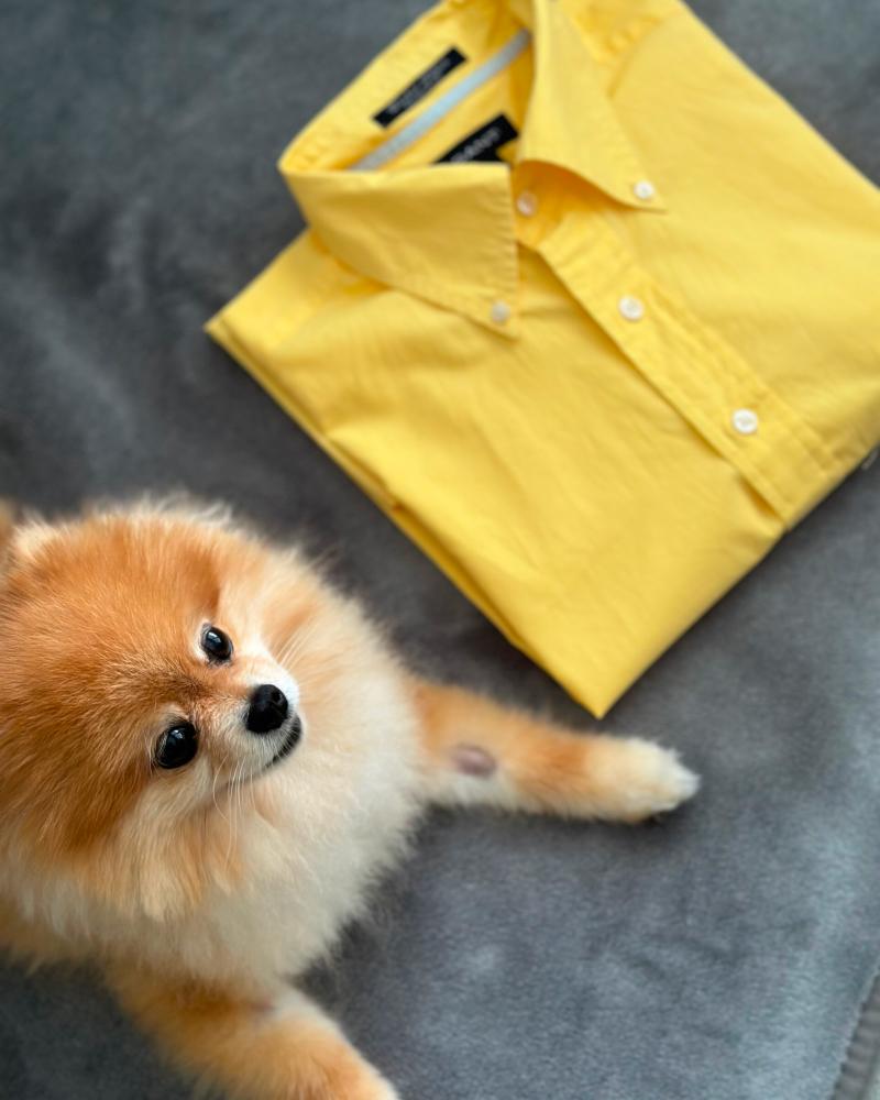 Men's shirt Gant yellow with short sleeves